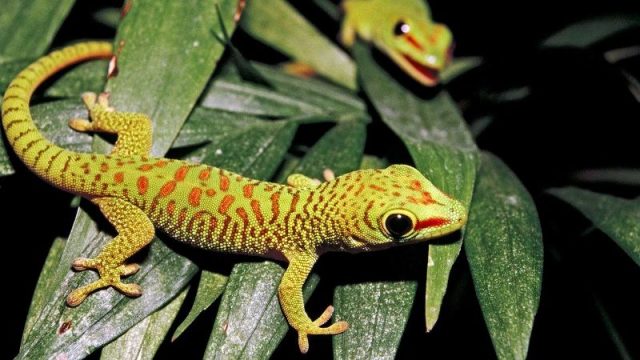 Gambar Gecko - Nama Hewan Dari Huruf G