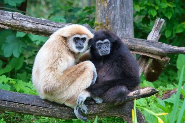 Gambar Gibbon - Nama Hewan Dari Huruf G