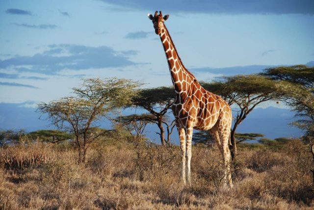 Gambar Giraffe - Nama Hewan Dari Huruf G