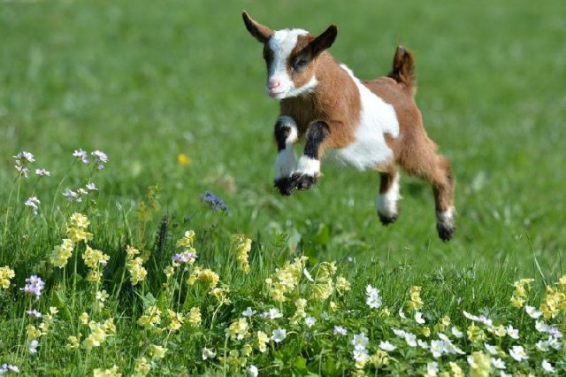 Gambar Goat - Nama Hewan Dari Huruf G