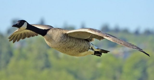 Gambar Goose - Nama Hewan Dari Huruf G