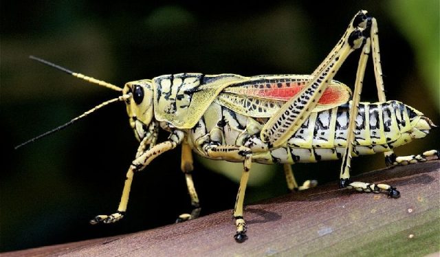 Gambar Grasshopper - Nama Hewan Dari Huruf G