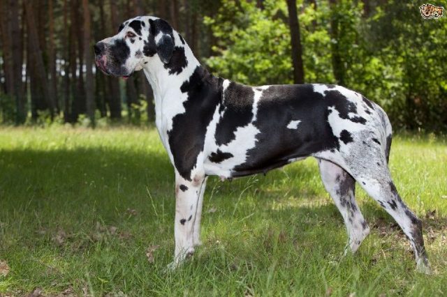 Gambar Jenis Anjing Besar Great Dane