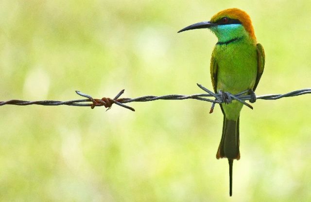 Gambar Green Bee-Eater - Nama Hewan Dari Huruf G