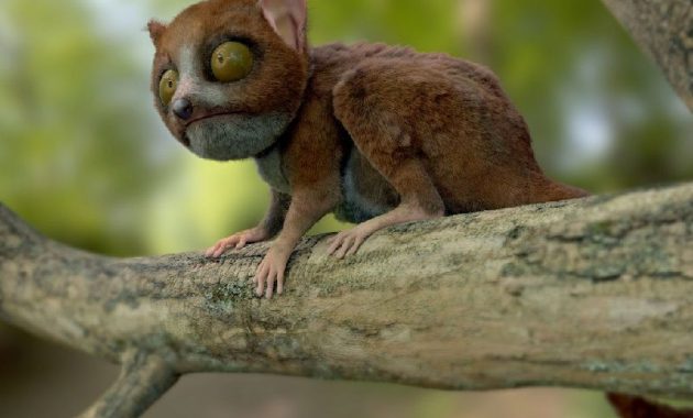 Gambar Grey Mouse Lemur - Nama Hewan Dari Huruf G