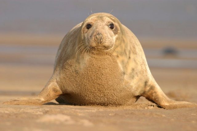 Gambar Grey Seal - Nama Hewan Dari Huruf G