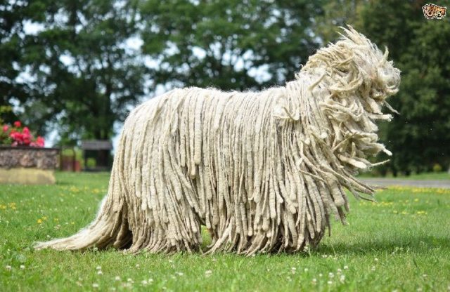 Gambar Jenis Anjing Besar Komondor