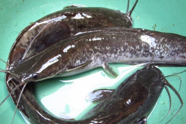 Gambar Ikan Lele - Jenis Ikan Catfish