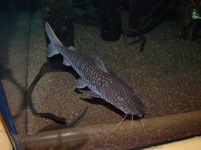 Gambar Leopard catfish - jenis ikan catfish