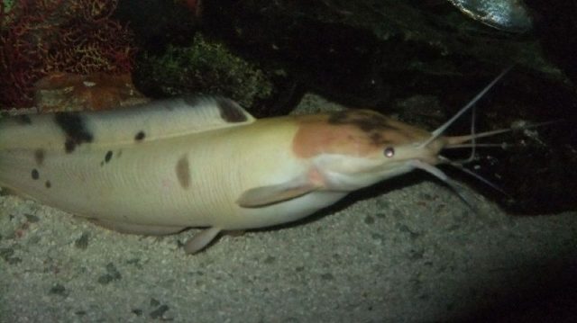 Gambar Marble catfish - Jenis Ikan Catfish