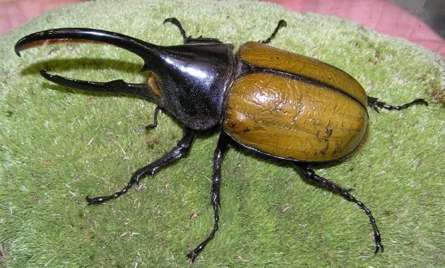 Gambar Nama Hewan Dari Huruf H - Hercules Beetle