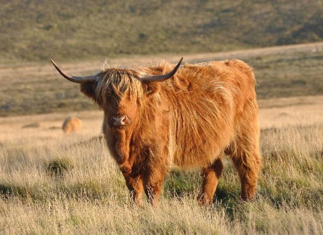 Gambar Nama Hewan Dari Huruf H - Highland Cattle