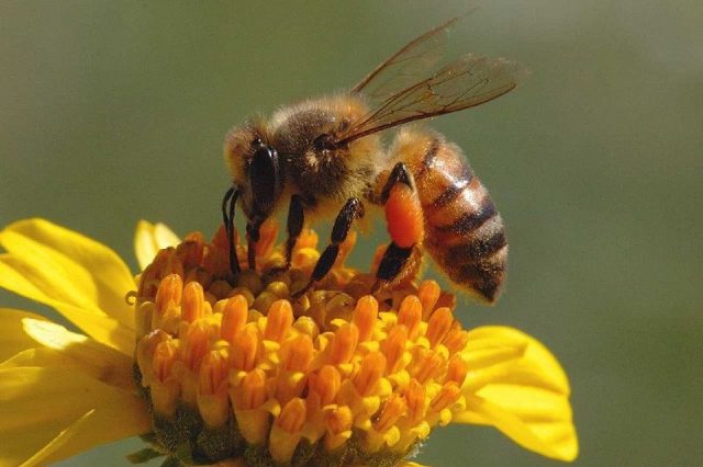 Gambar Nama Hewan Dari Huruf H - Honey Bee