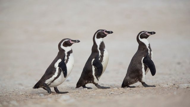 Gambar Nama Hewan Dari Huruf H - Humboldt Penguin