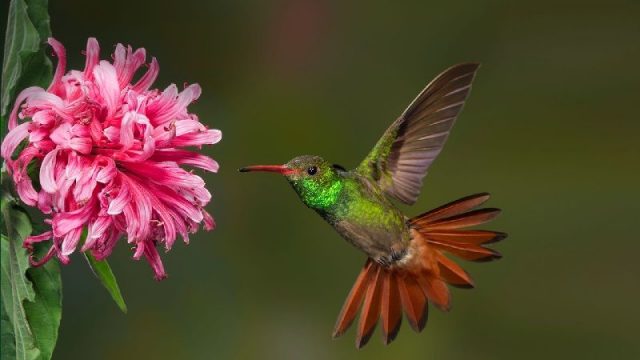 Gambar Nama Hewan Dari Huruf H - Hummingbird