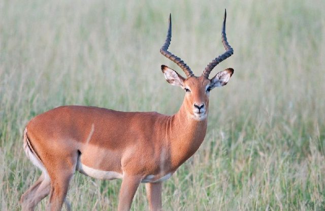 Gambar Nama Hewan Yang Dimulai Dari Huruf I-Impala
