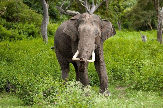 Gambar Nama Hewan Yang Dimulai Dari Huruf I-Indian Elephant