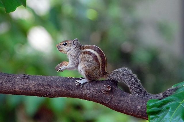 Gambar Nama Hewan Yang Dimulai Dari Huruf I-Indian Palm Squirrel