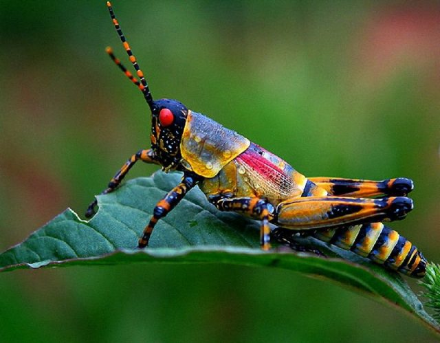 Gambar Nama Hewan Yang Dimulai Dari Huruf I-Insect