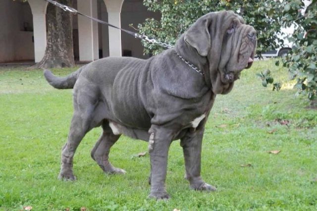 Gambar Jenis Anjing Besar Neapolitan mastiff