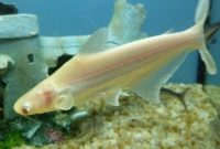 Gambar Pangasius albino - Jenis Ikan Catfish
