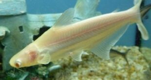 Gambar Pangasius albino - Jenis Ikan Catfish