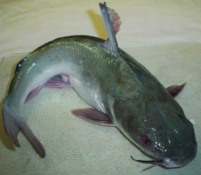 Gambar Patin - jenis ikan catfish