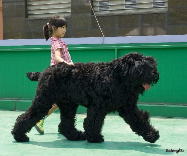 Gambar Jenis Anjing Besar Russian black terrier