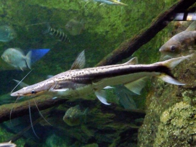 Gambar Sorubim lima - jenis ikan catfish