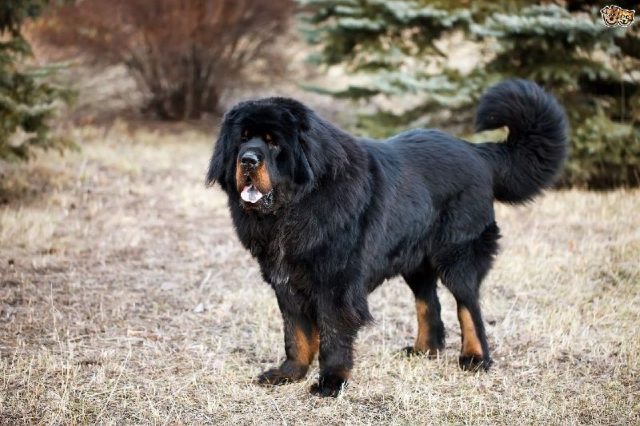 Gambar Jenis Anjing Besar Tibetan mastiff