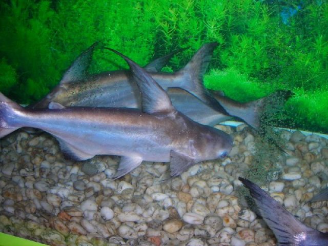 Gambar genghis khan fish - Jenis Ikan Catfish