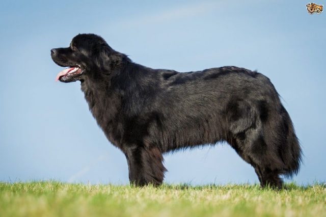 Gambar Jenis Anjing Besar newfoundland dog