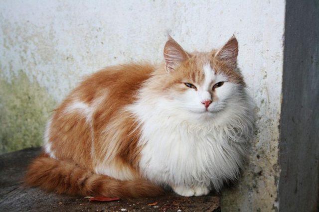 Gambar Jenis Jenis Kucing Dan Harganya American Longhair