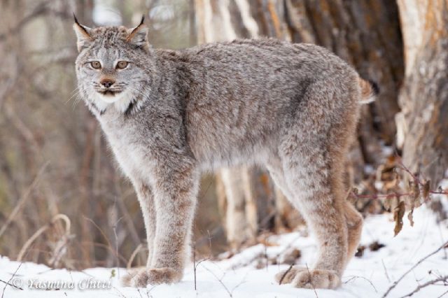 Gambar Jenis Jenis Kucing Dan Harganya American Lynx