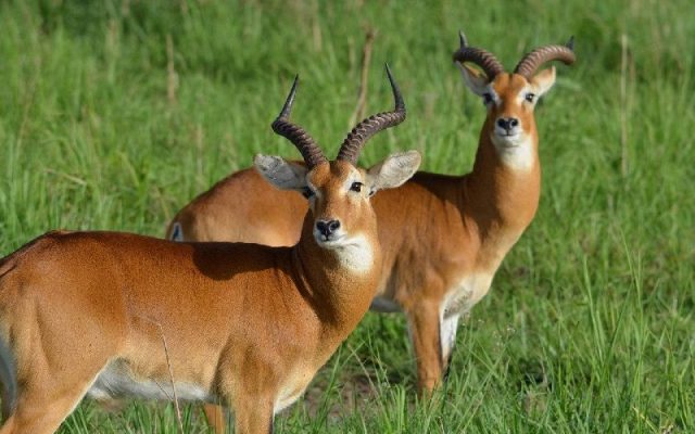 Gambar Nama Nama Hewan Dalam Bahasa Inggris Dan Gambarnya Antelope