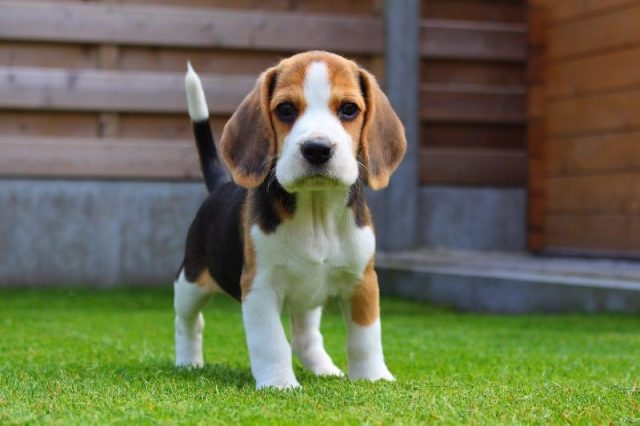Gambar Nama Nama Hewan Dalam Bahasa Inggris Dan Gambarnya Beagle