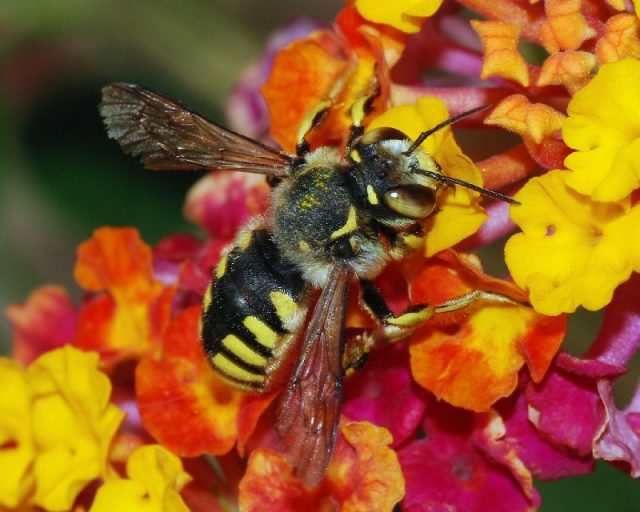 Gambar Nama Nama Hewan Dalam Bahasa Inggris Dan Gambarnya Bee