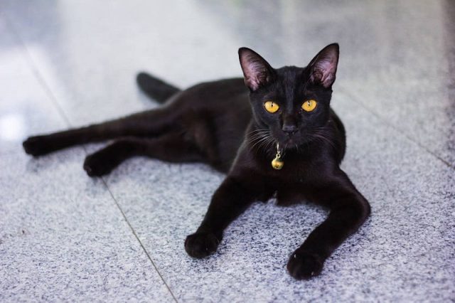 Gambar Jenis Jenis Kucing Dan Harganya Bombay cat