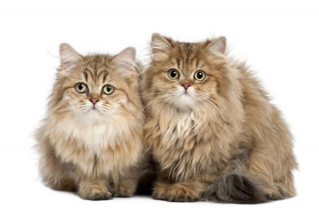 Gambar Jenis Jenis Kucing Dan Harganya British Longhair