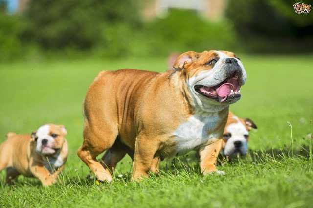 Gambar Nama Nama Hewan Dalam Bahasa Inggris Dan Gambarnya Bulldog