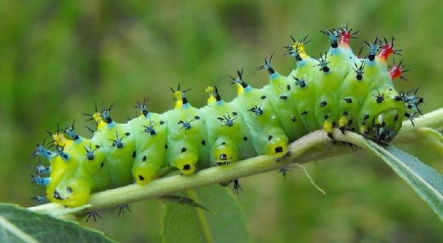 Gambar Nama Nama Hewan Dalam Bahasa Inggris Dan Gambarnya Caterpillar