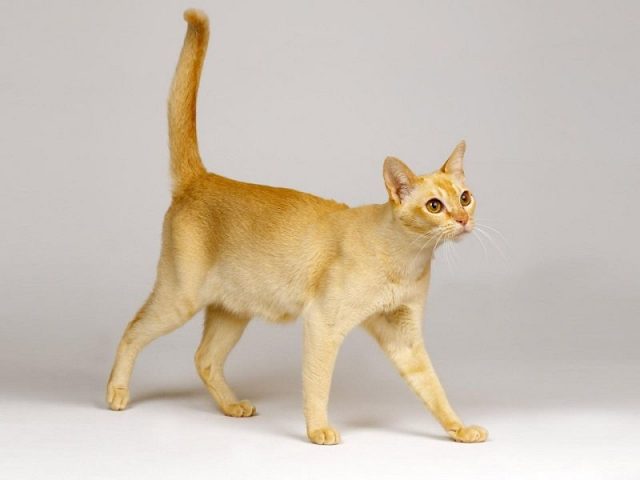 Gambar Jenis Jenis Kucing Dan Harganya Ceylon cat