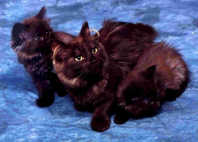 Gambar Jenis Jenis Kucing Dan Harganya Chantilly cat