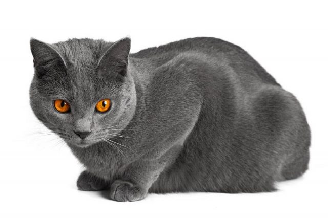 Gambar Jenis Jenis Kucing Dan Harganya Chartreux