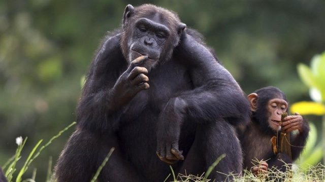 Gambar Nama Nama Hewan Dalam Bahasa Inggris Dan Gambarnya Chimpanzee