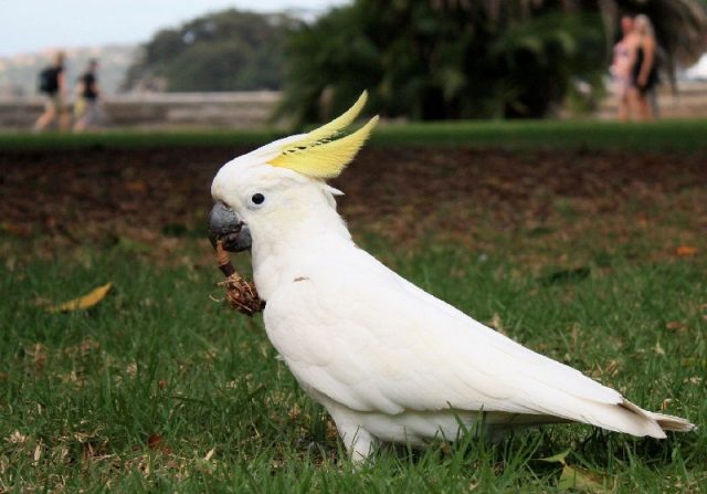 Gambar Nama Nama Hewan Dalam Bahasa Inggris Dan Gambarnya Cockatoo
