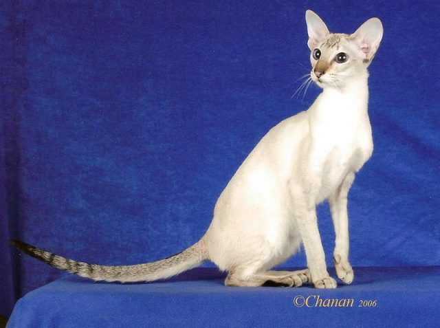 Gambar Jenis Jenis Kucing Dan Harganya Colorpoint Shorthair