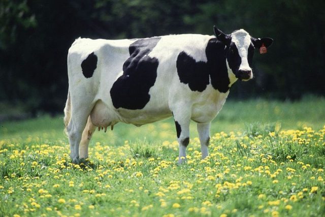 Gambar Nama Nama Hewan Dalam Bahasa Inggris Dan Gambarnya Cow