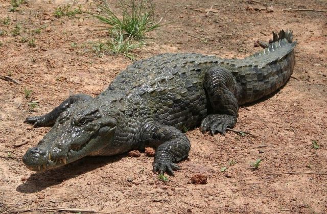 Gambar Nama Nama Hewan Dalam Bahasa Inggris Dan Gambarnya Crocodile