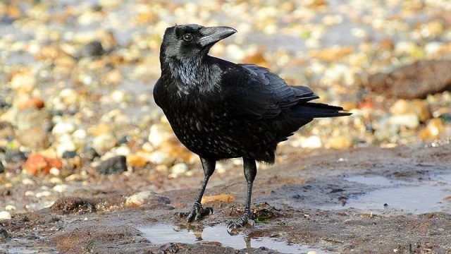 Gambar Nama Nama Hewan Dalam Bahasa Inggris Dan Gambarnya Crow